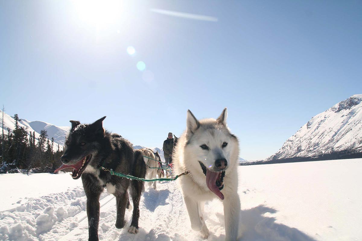 Muktuk Adventures - Dog Sledding Adventures | Yukon Territory Alaska Northern British ...